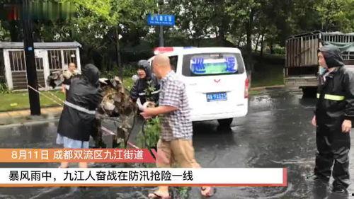 成都双流新闻爆料,突发事件引发关注，详情即将揭晓  第1张